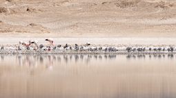 Nacimiento de flamencos andinos en el Salar de Maricunga.&nbsp;
