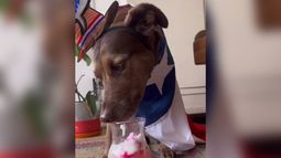 VIDEO| Porque septiembre aún no termina: La receta de terremoto para perritos