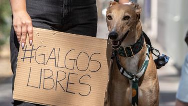 Tras rechazo a protección animal: Preparan proyecto que crea registro de personas condenadas por maltratarlos