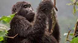 No es lo que parece: La trágica historia de la foto finalista de Wildlife Photographer of the Year