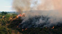 VIDEOS| Onemi declara Alerta Roja por grave incendio en el Jardín Botánico de Viña del Mar