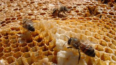 Hasta 40 mil panales quemados por incendios: acciones para el rescate de abejas