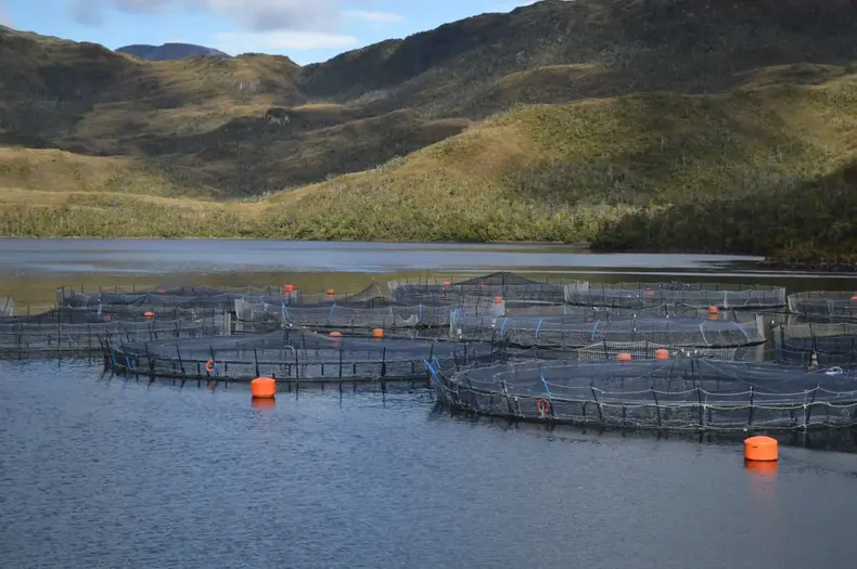 de agua sangre a sobreproduccion en areas protegidas el historial que mantiene la salmonera nova austral en tribunales.webp
