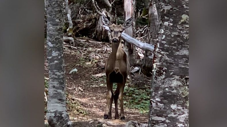 huemul e1676552889507.jpeg