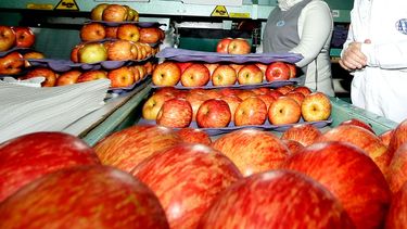 Minería no salvó la industria chilena: Cae 1% interanual por baja producción en alimentos