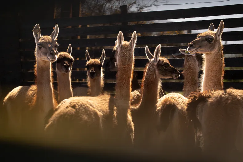 23480 franco davico repoblamiento guanacos zona central sep2025 19.webp