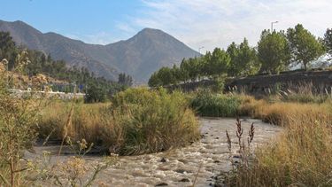 ¿Mapocho humedal? Conoce la riqueza natural del río que cruza Santiago
