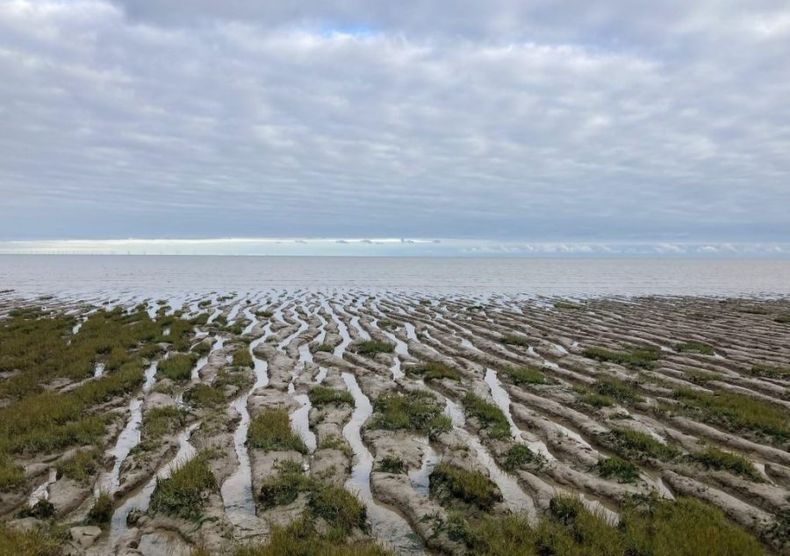 20230201_Marismas_Reserva Natural Dengie_Ned Pennant Rea_China Dialogue 1024x768 1 1024x720 1 e1675440519344.jpeg