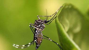 Chile en alerta: Aumento del 30% en casos de dengue en América Latina preocupa a autoridades