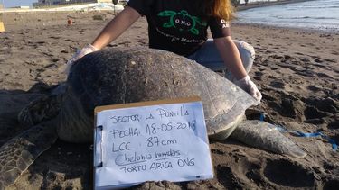 Van 70 desde 2017: Nuevo hallazgo de una decena de tortugas marinas decapitadas alerta a Arica