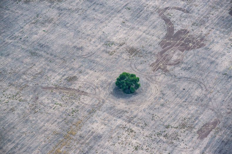 gran chaco deforestacion argentina 7 1200x800 1.jpg