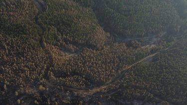 Casi 40% de la pérdida de bosque nativo del país se debe a plantaciones forestales