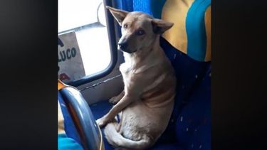 VIDEO| Chofer del Maule da el ejemplo al proteger a perro callejero que subió a su bus: No lo quise bajar porque debe tener frío
