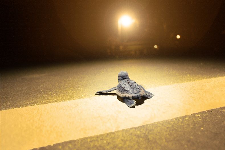 light pollution sea turtles web.jpg