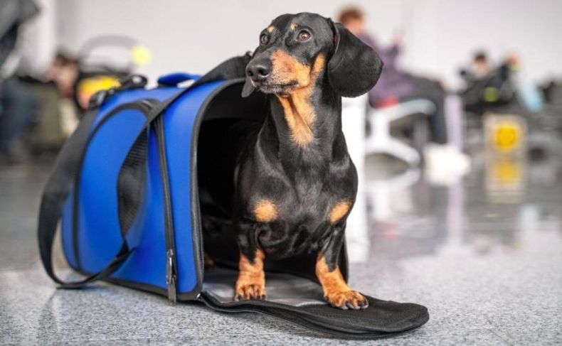 viajar con mascotas de compania en avion e1672779397733.jpg