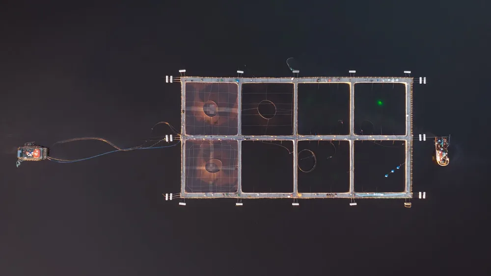 Impulsar salmoneras sin énfasis en regulación: El peligroso escenario que pintan los programas presidenciales para la polémica industria