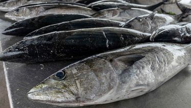 Atención: Estos son los tres pescados que deberías evitar comprar en supermercados