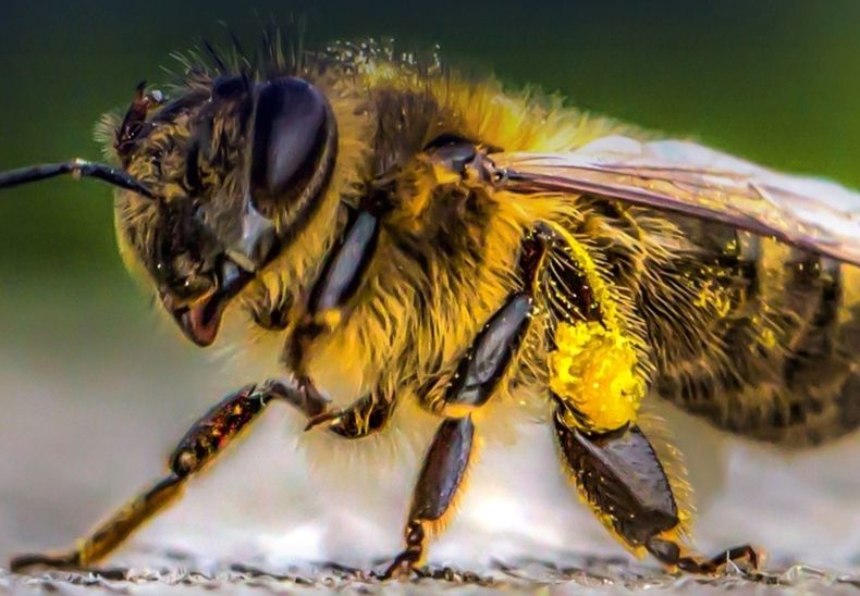 Abeja nota.jpg