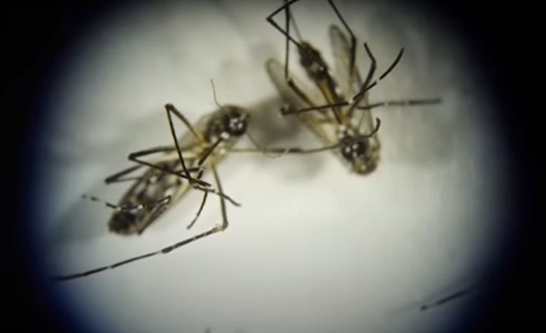 Dengue.jpg