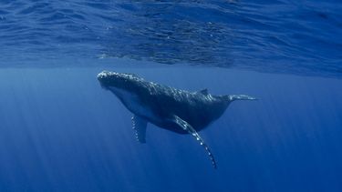 El Desconcierto | ballena azul.jpg