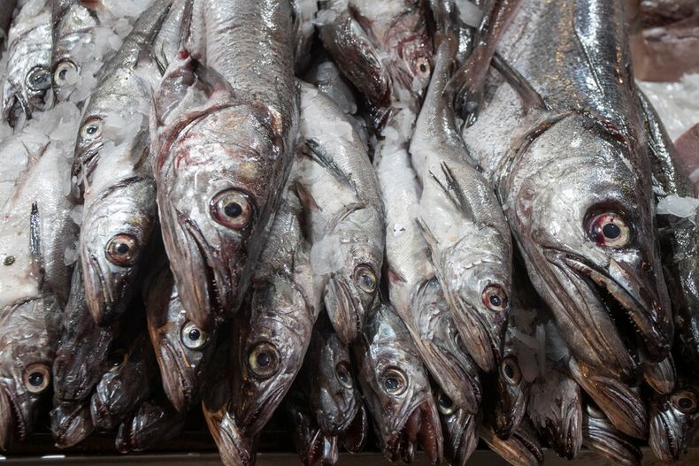 1142 peces merluza.jpg