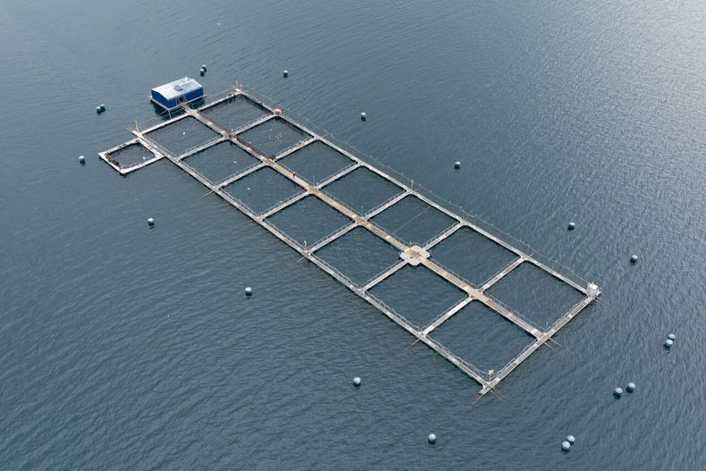 Greenpeace alerta sobre salmoneras y megarreforma del gobierno - Agencia Uno
