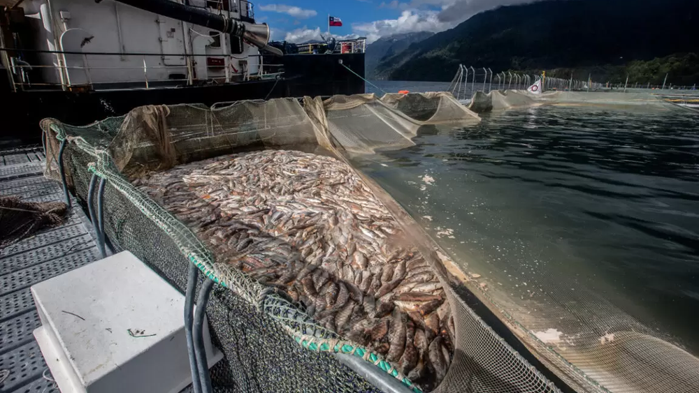 Imagen referencial, mortandad masiva de salmones en Chiloé.&nbsp;