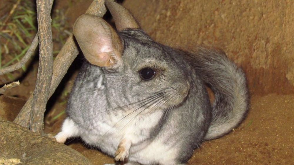 SMA ordena medidas a minera de Atacama para garantizar protección y resguardo de chinchillas
