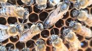Por el cuidado de las abejas. La U. Mayor y el GORE de OHiggins están respondiendo a la crisis apícola generada por la mega sequía que azota a Chile.