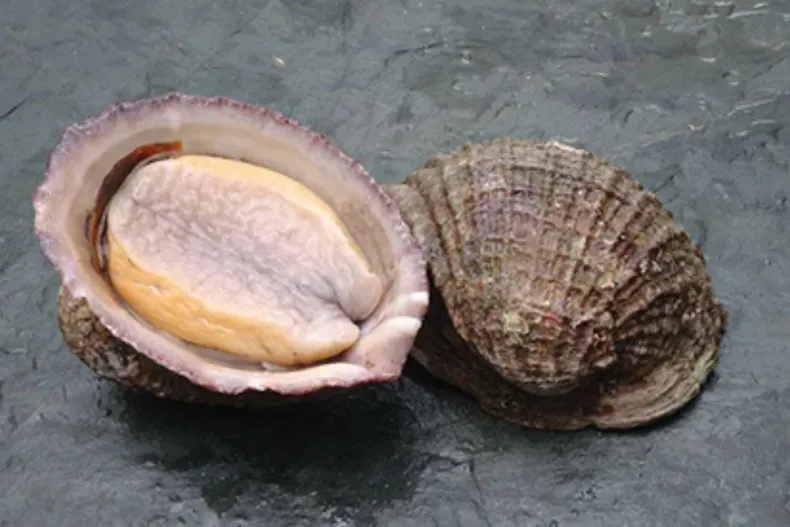 28481 diseno sin titulo 1.webp