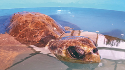 Antofagasta: rescatan tortugas que estaban intoxicadas con plástico y no podían sumergirse