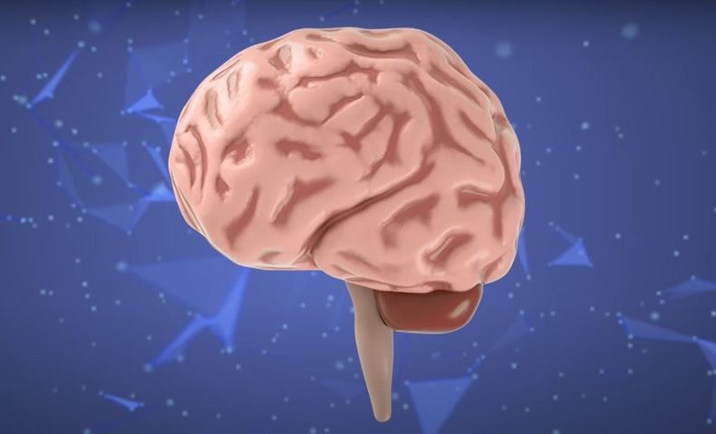Cerebro nota.jpg