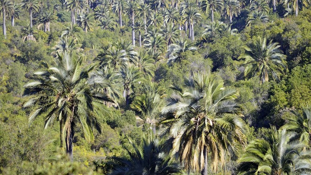 Pequeño coco chileno famoso en su versión confitada va en extinción por pérdida de palma nativa