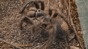 Biólogo descubre en Tarapacá nueva araña pollito llamada cariñosamente Lara