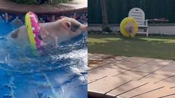 VIDEO| Chanchito mascota nada en una piscina: Usa flotador con florecitas
