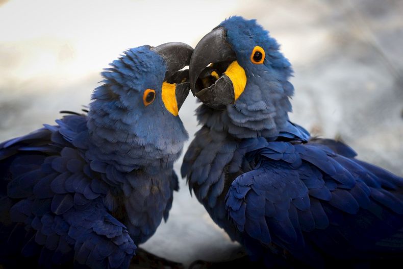 911764906ca32e95b945b0027f39ccd966ca4f17 1.jpg