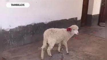 VIDEO| ¿Esa es tu mascota?: Niño llevó a su oveja a la escuela para no dejarla sola