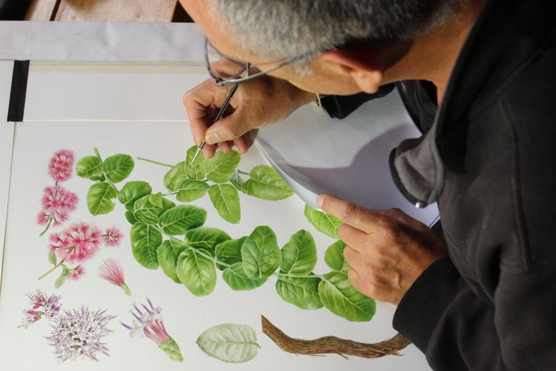 Francisco Ramos ilustrando una Parrilla blanca (Proustia pyrifolia) - Libro sobre plantas nativas de Chile
