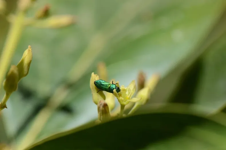 19760 palto insecto.webp