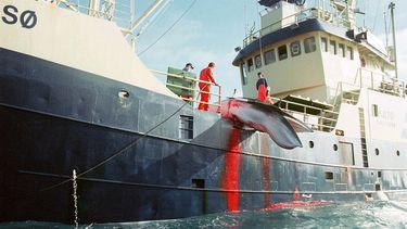 Japón desobedece declaración de La Haya y se prepara para reanudar caza de más de 300 ballenas con fines científicos