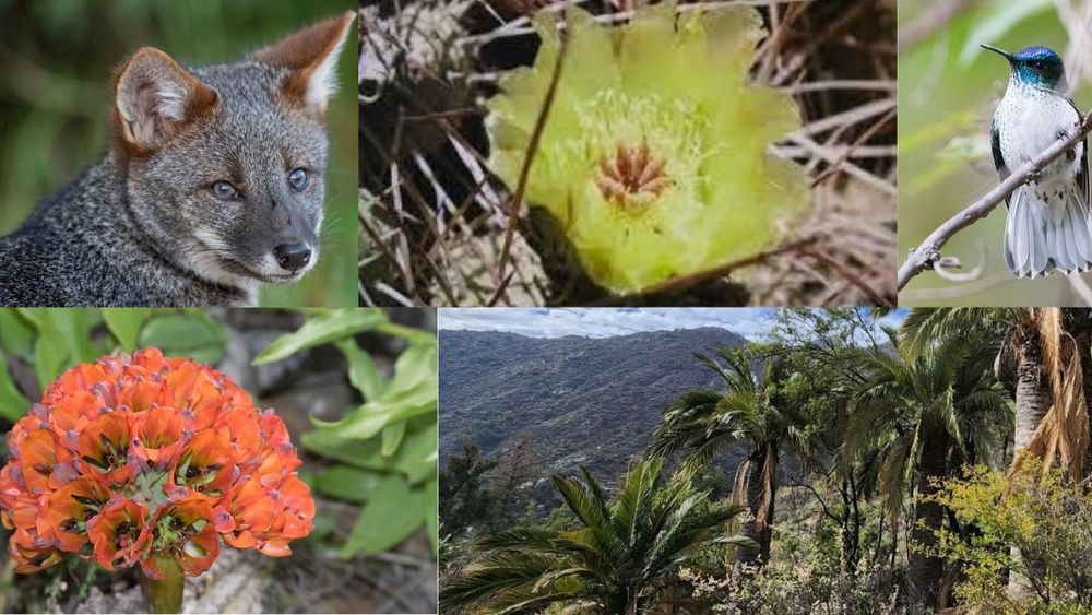Biodiversidad única de Chile.&nbsp;