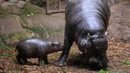 Hipopótamos causan daños a la ecología y biodiversidad de Colombia - Agencia Uno Hipopótamos causan daños a la ecología y biodiversidad de Colombia - Agencia Uno