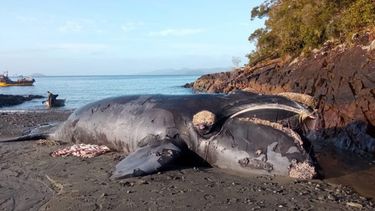 El Desconcierto | Ballena varada melinka e1699141495742.jpg