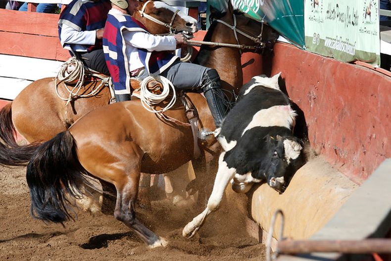 Rodeo Agencia Uno.jpeg