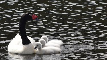 Detectan contaminante químico en río Cruces en Valdivia, hogar del cisne de cuello negro