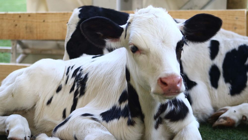Imagen referencial sobre granja de animales - Agencia Uno