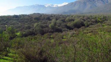 El Desconcierto | bosque panul.jpg