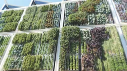 Techos verdes y jardines verticales en Córdoba: Una posible solución para comenzar a aplicar en espacios urbanos