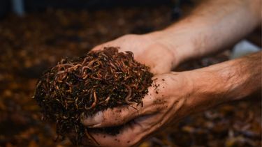 Empresas como Ecopreneur y BioFiltro tratan aguas residuales y Riles en Chile, devolviendo agua apta para riego y reúso industrial, y protegiendo ríos, suelos y biodiversidad.