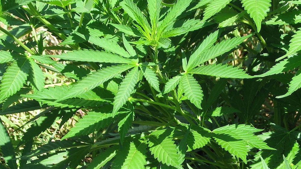 Israel tendrá la mayor producción de marihuana del mundo destinada a usos medicinales